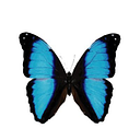 NeoPTO logo